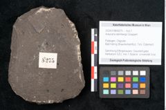Foto (Objekt + Etikett) von Araucaria sternbergii Goeppert (NHMW-GEO-2024-0188-8275)